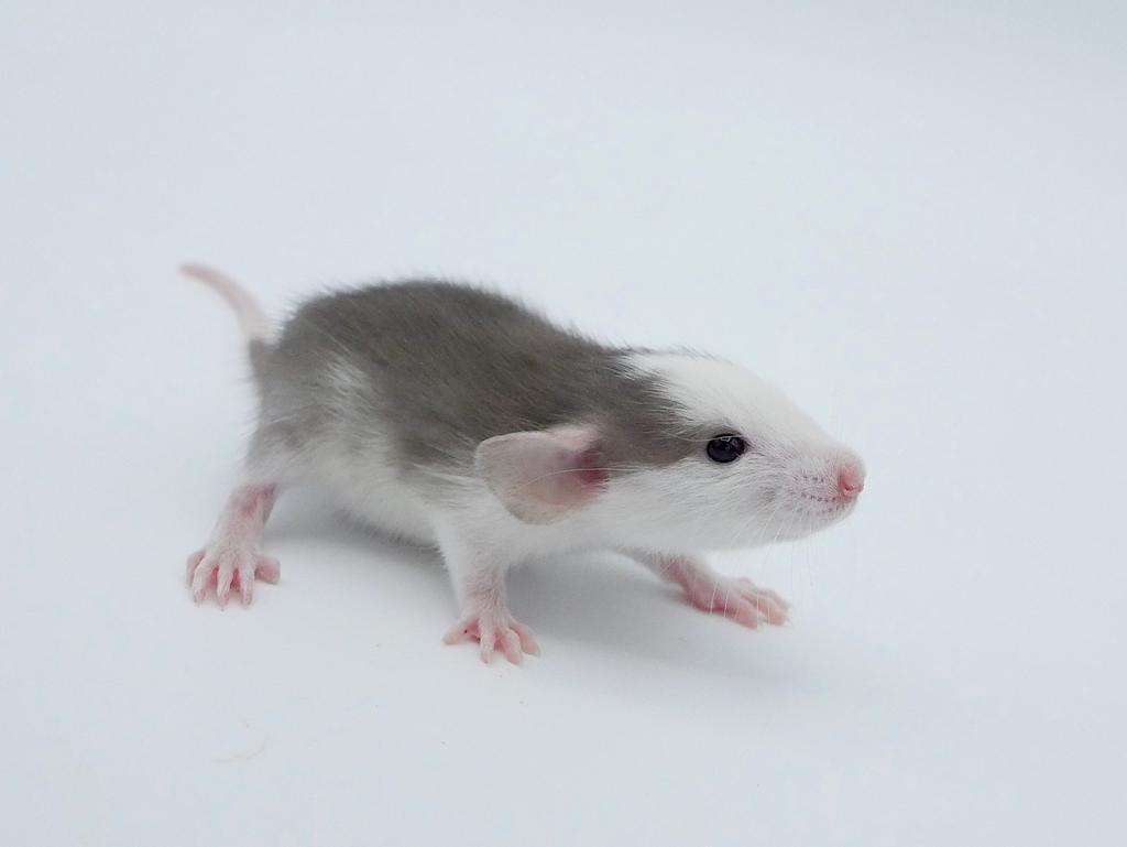Dwergratten wachtlijst geopend, Dieren en Toebehoren, Rat, Augustus, Meerdere dieren, Tam