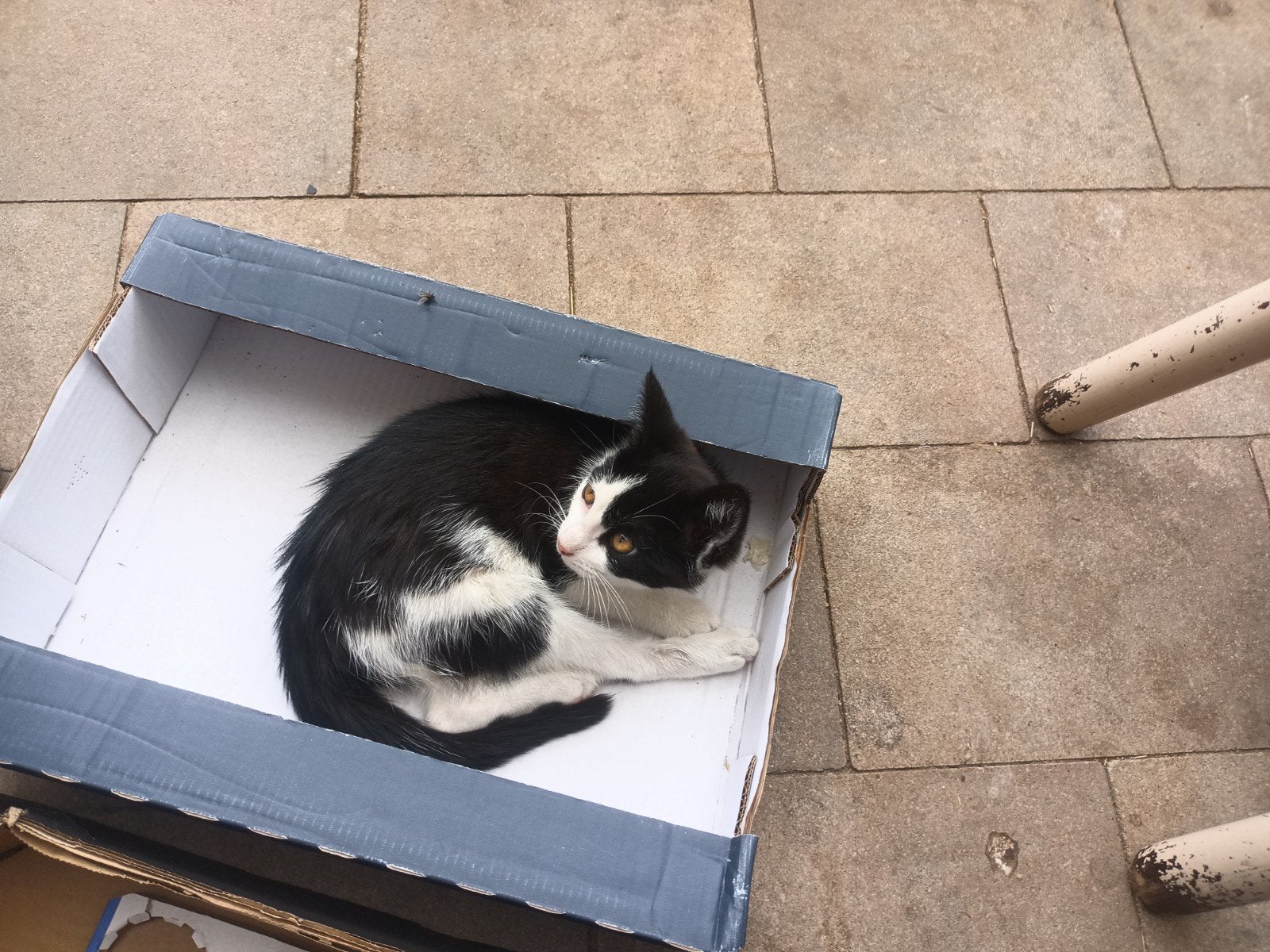 Leuke jonge katten, Dieren en Toebehoren