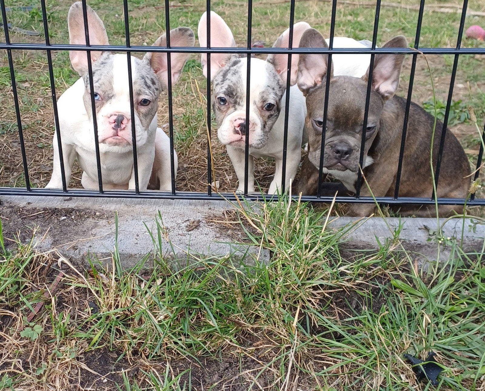 Franse Bulldog pups merle bont blauw wit crème isabel, Particulier, 15 weken tot 1 jaar, Buitenland, Bulldog