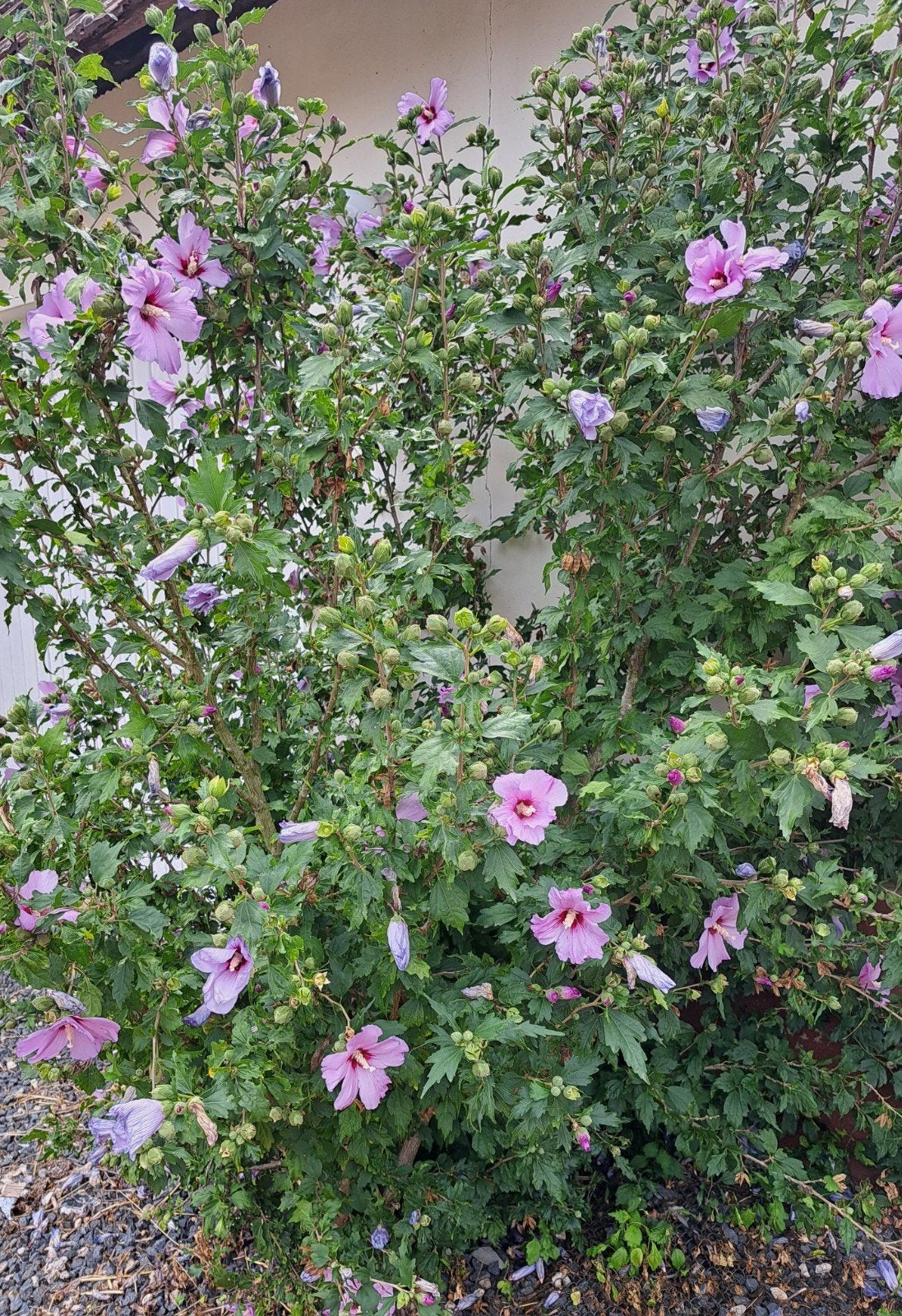 hibiscus voor bv een haag van bloemen, Ophalen, Overige soorten, Minder dan 100 cm