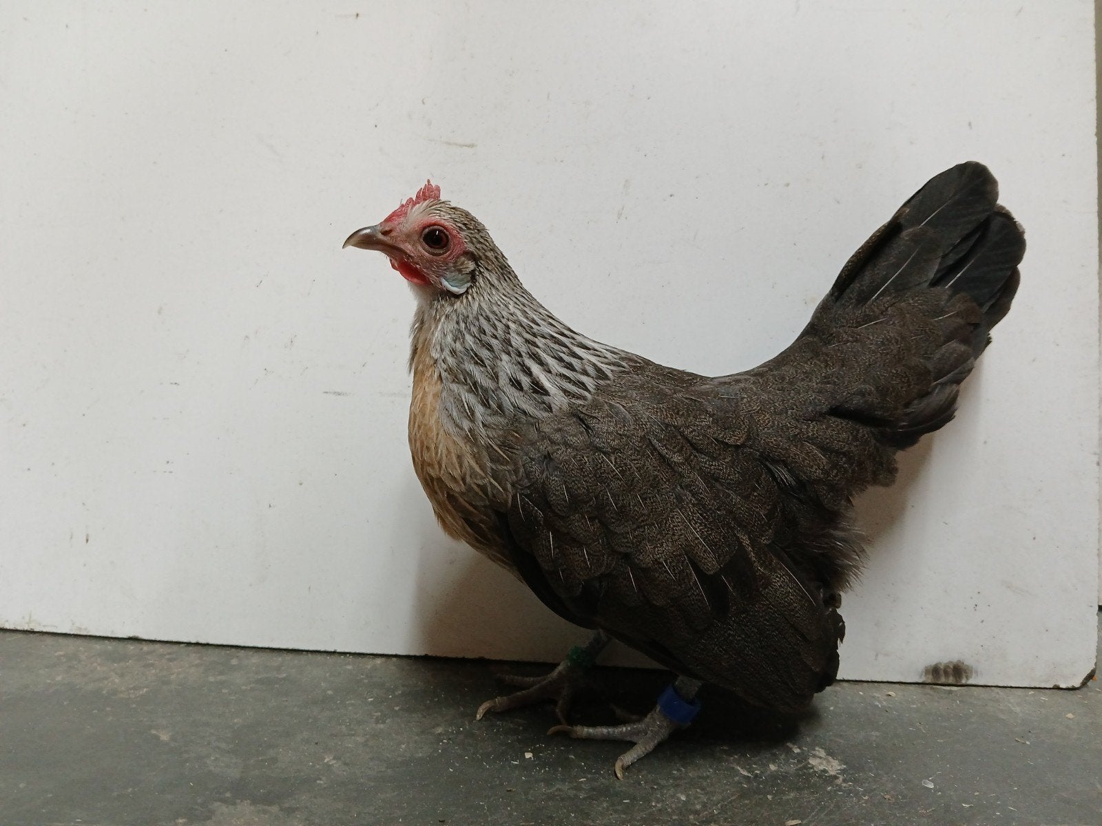 7× Hollandse kriel zilverpatrijs hen, Dieren en Toebehoren, Pluimvee, Vrouwelijk, Kip