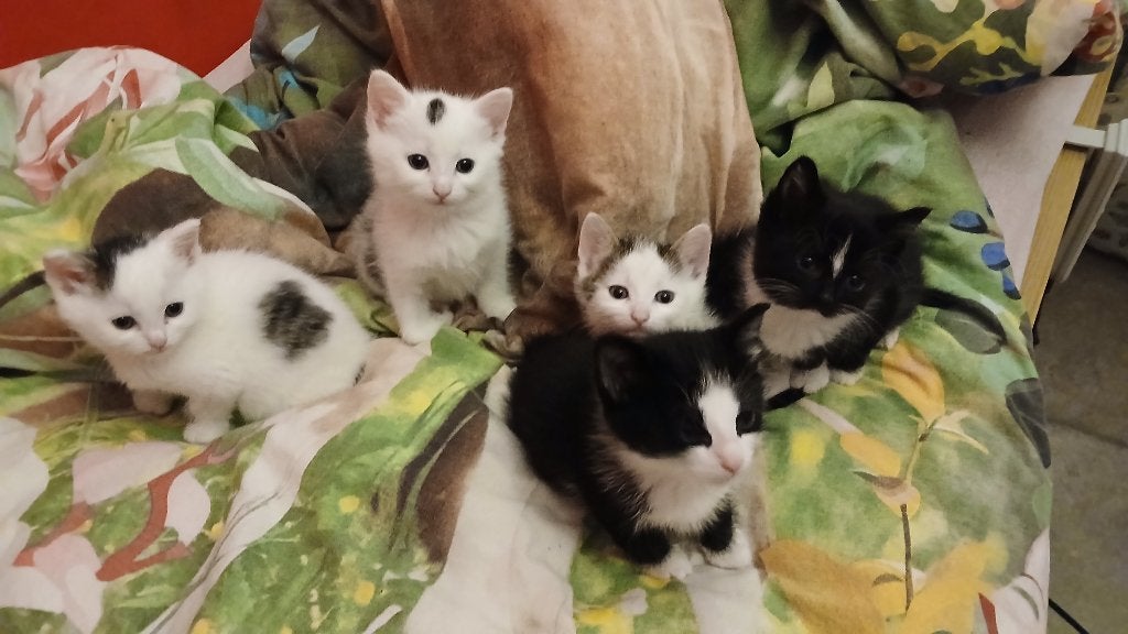 Kittens, Meerdere dieren, Kortharig, 0 tot 2 jaar