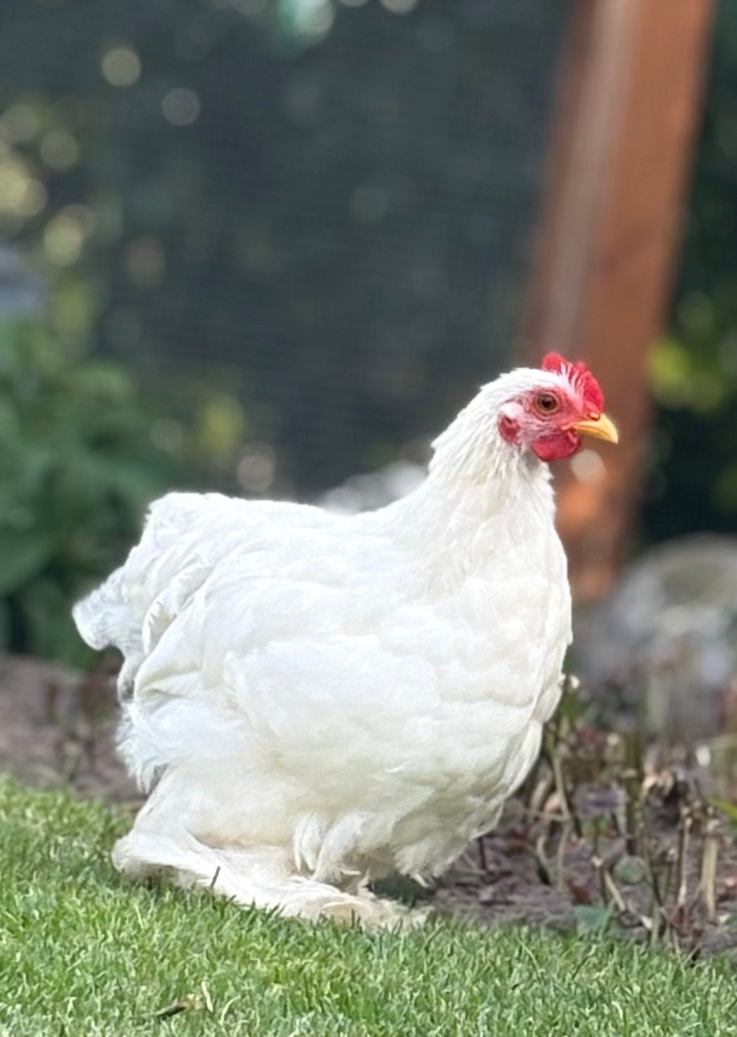 Cochin kriel Haan, Dieren en Toebehoren, Mannelijk, Kip