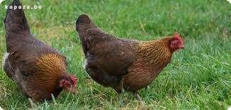 Welsumer kippen., Dieren en Toebehoren, Pluimvee, Kip, Vrouwelijk
