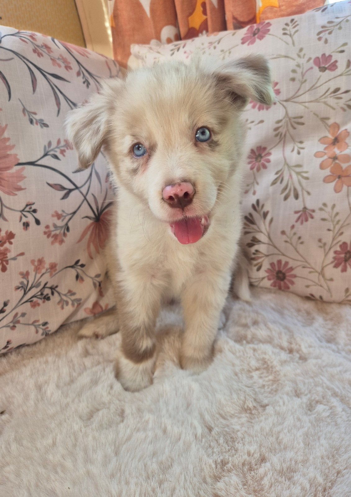 Super leuke Border collie X Australian shepherd pups, Dieren en Toebehoren, Honden | Herdershonden en Veedrijvers, Parvo, 8 tot 15 weken