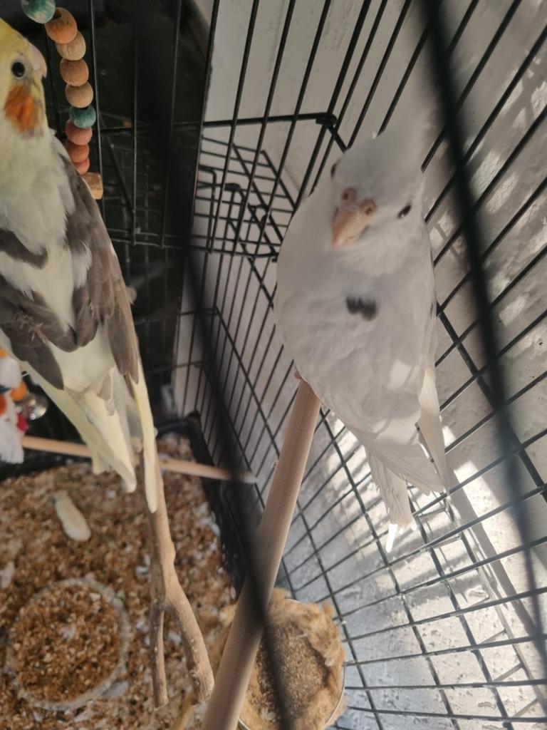 2 valkparkietjes voor een voliere, Meerdere dieren, Parkiet, Geringd