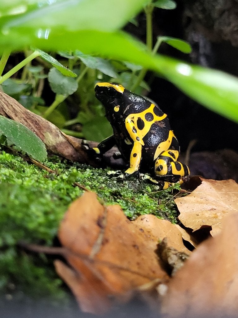 5x dendrobates leucomelas, Amfibie, 3 tot 6 jaar