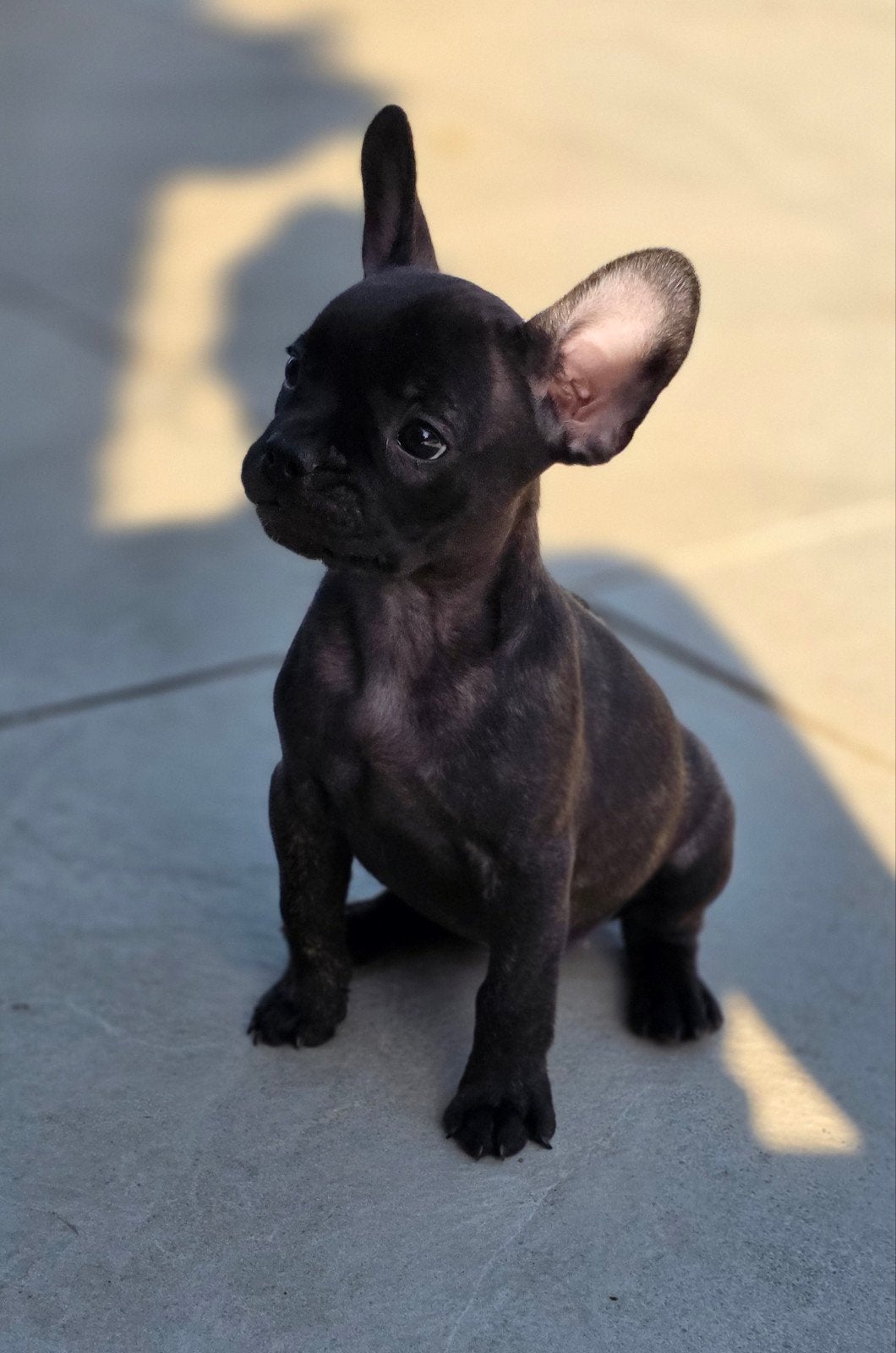 💓 2 Prachtige raszuivere  franse bulldog pups teefjes 💓, Dieren en Toebehoren, Honden | Bulldogs, Pinschers en Molossers, CDV (hondenziekte)