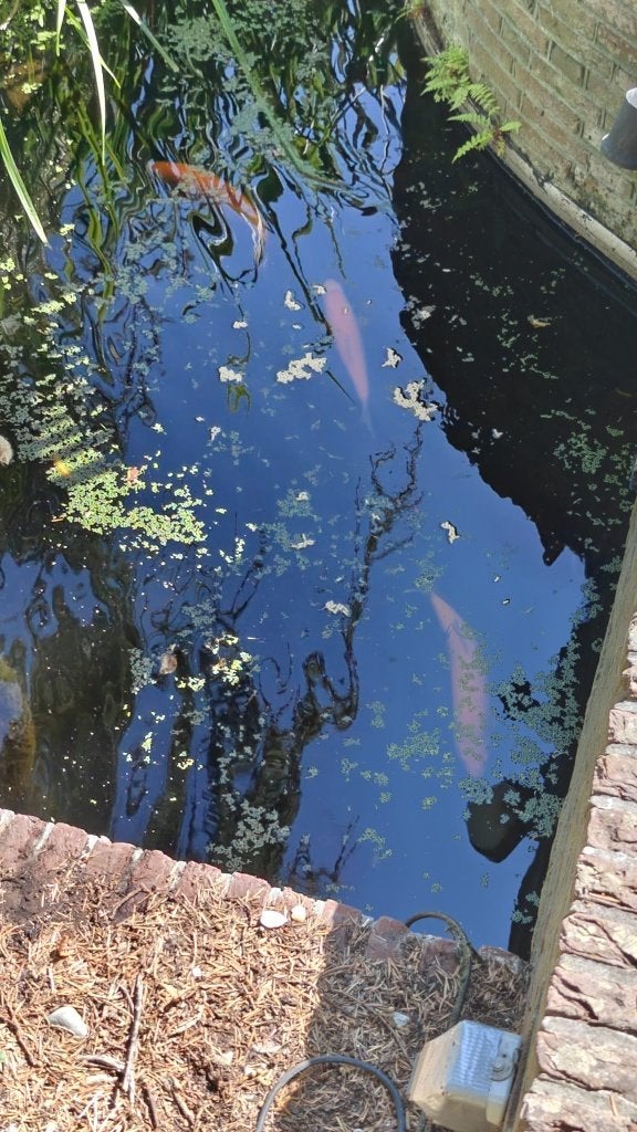 4 vijver vissen -  GRATIS af te halen in Bloemendaal, Goudvis(sen)