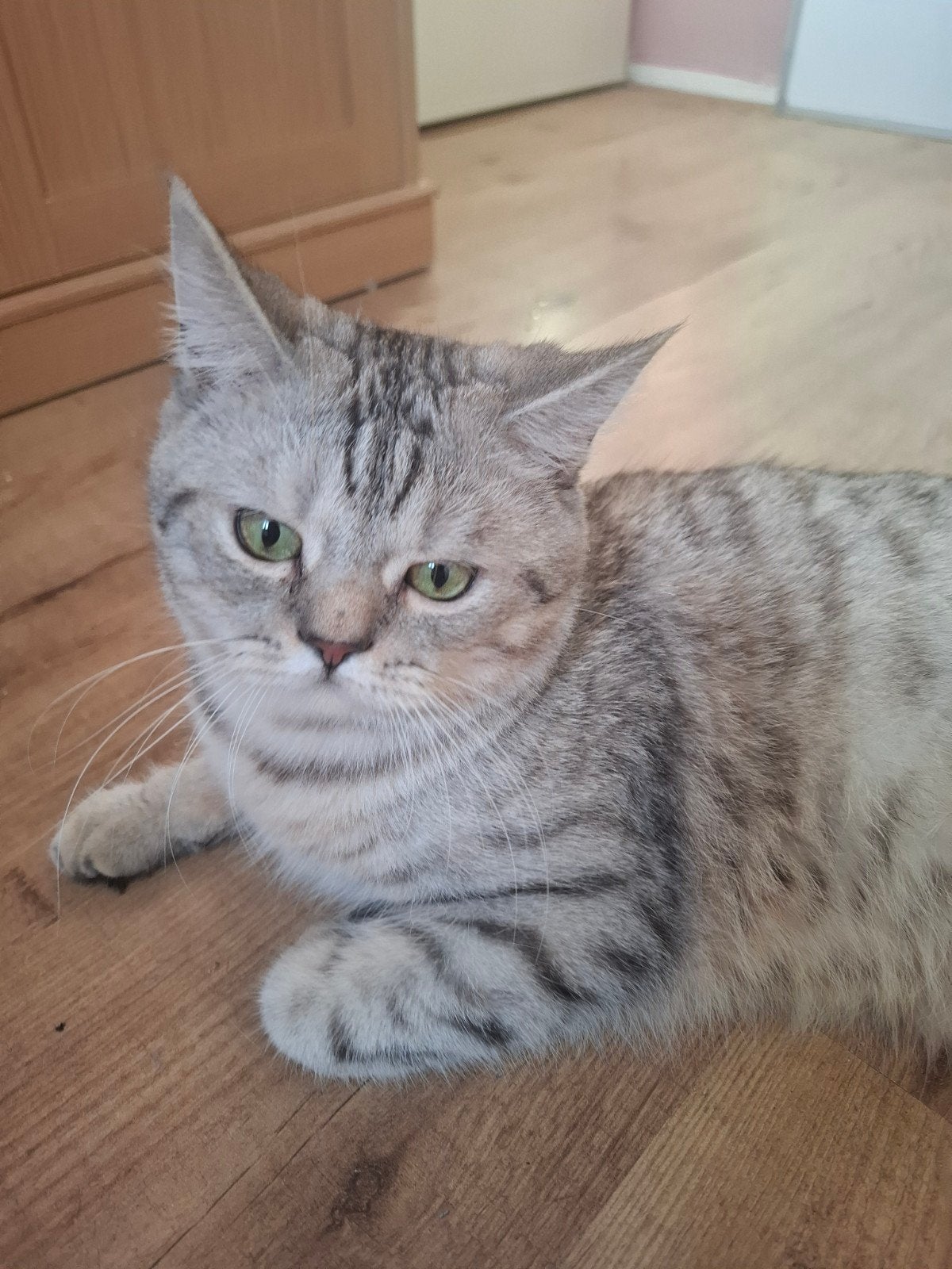 kruising brits korthaar x maine coon, Kater, 0 tot 2 jaar