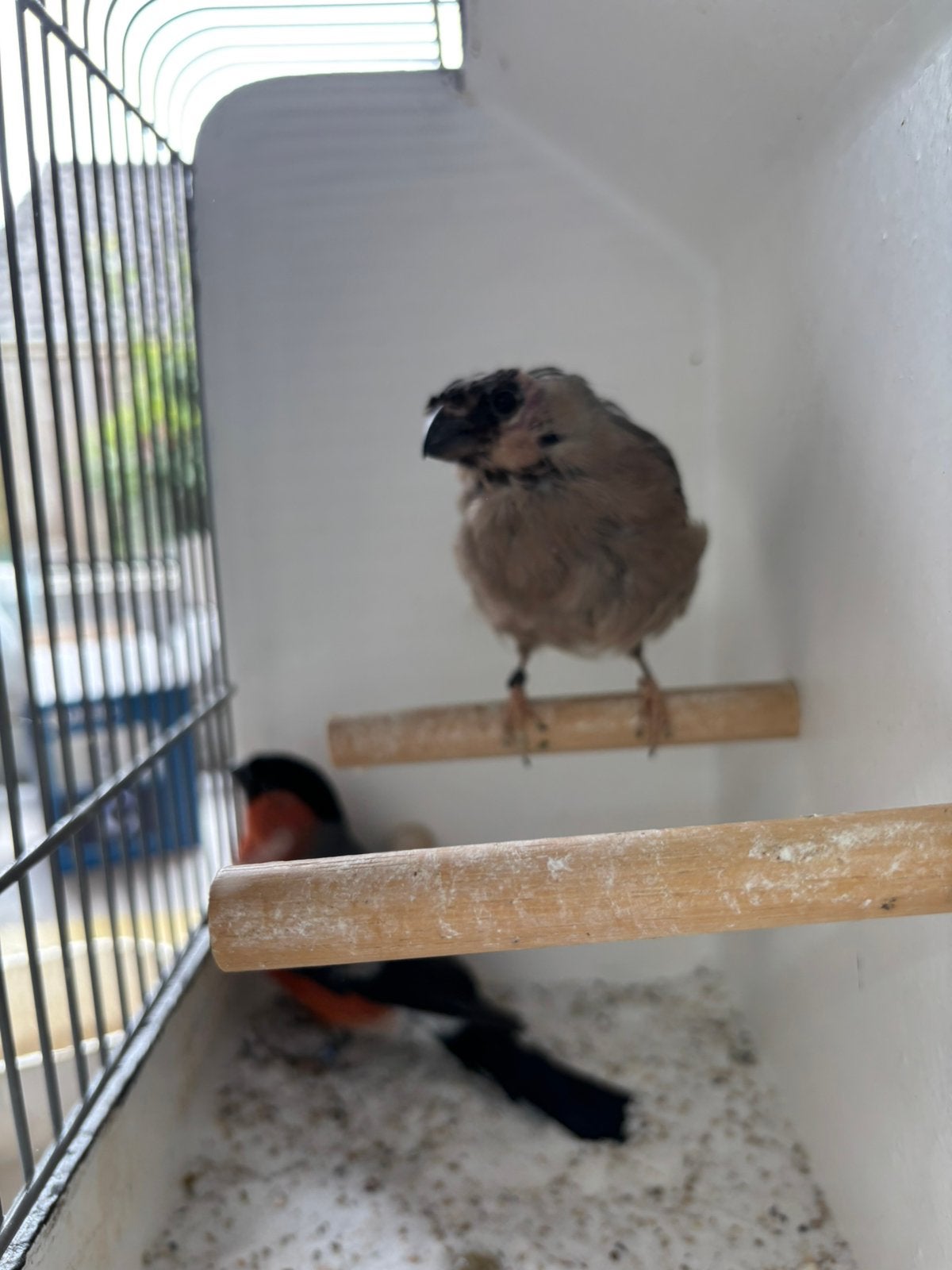 Koppel grote Goudvinken, Meerdere dieren