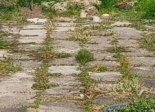 Oude tegels, Tuin en Terras, Tegels en Klinkers, Ophalen, Gebruikt