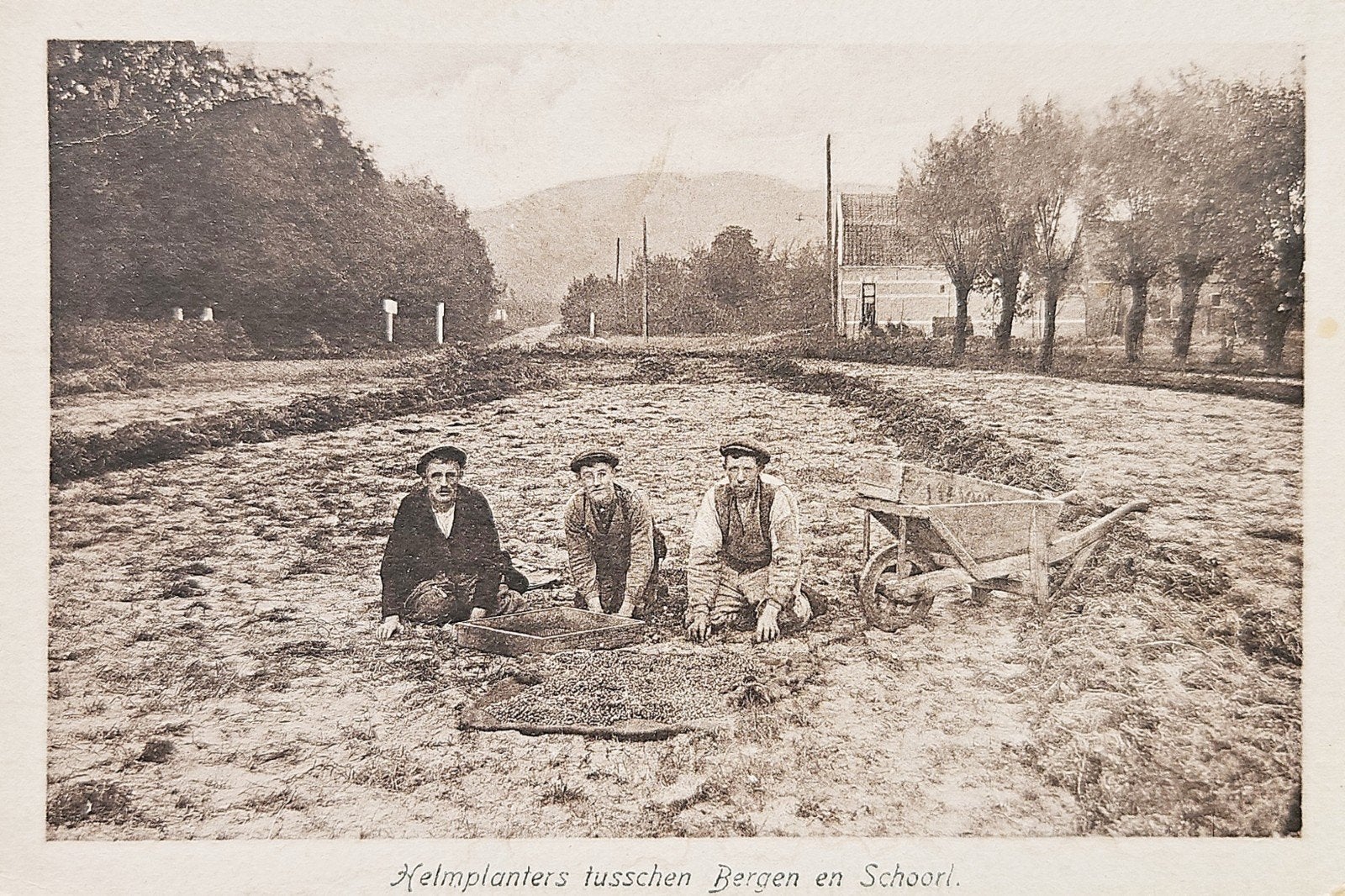 Schoorl Bergen - Helmplanters, Verzamelen, Verzenden, Voor 1920, Noord-Holland