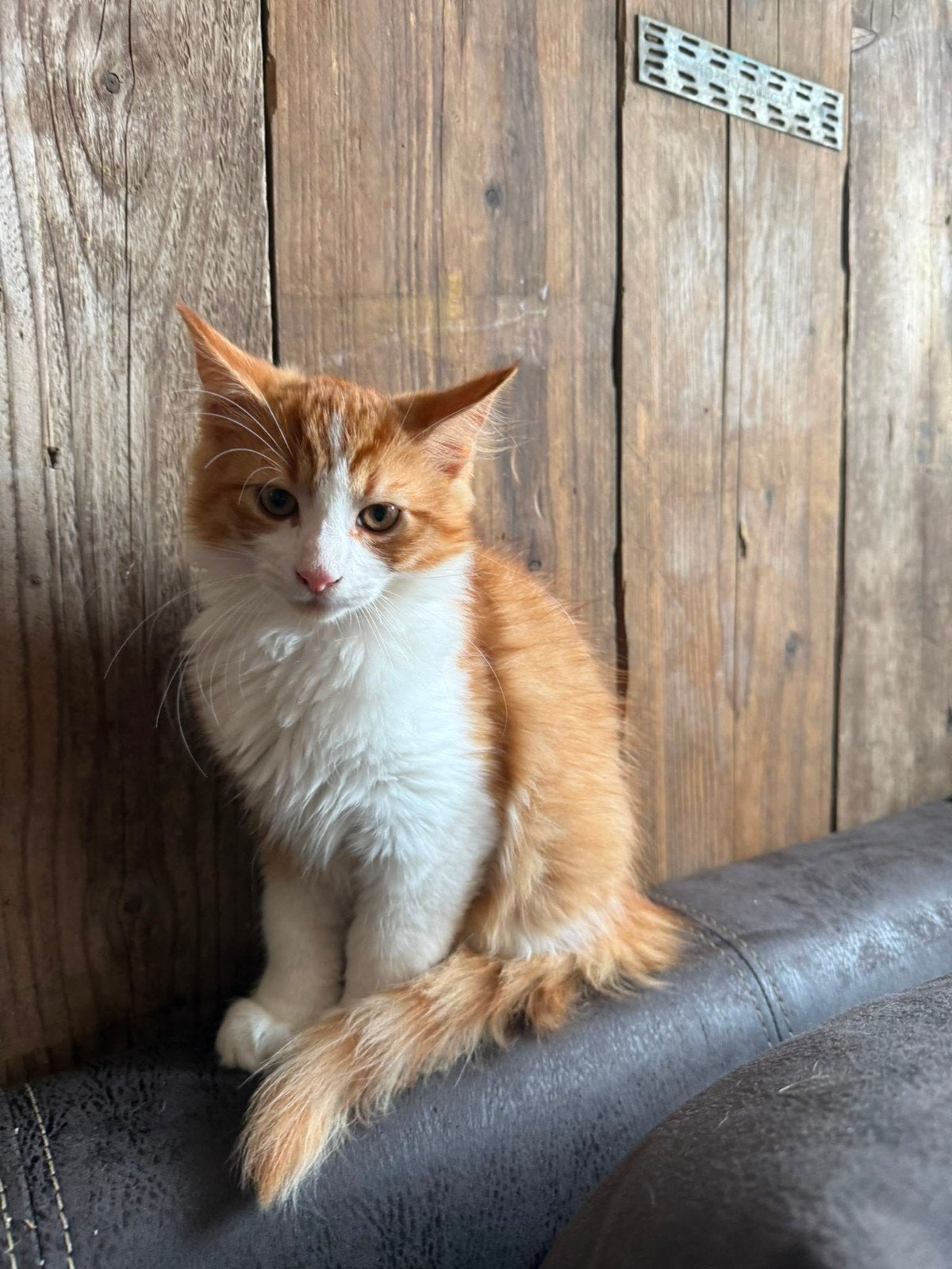 hallo ik ben diego ik ben 12 weken oud ik mag verhuizen, Kater