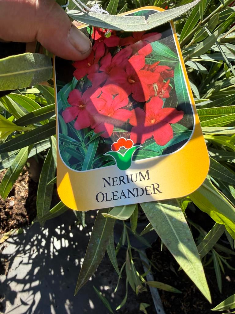 Oleanders supergroot 10 liter pot 60/80 boven pot in knop, Volle zon, Vaste plant, Zomer, Ophalen