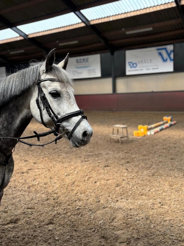 Mooie en lieve New Forest merrie, Merrie, Dressuurpony, 7 tot 10 jaar, D pony (1.37m tot 1.48m)
