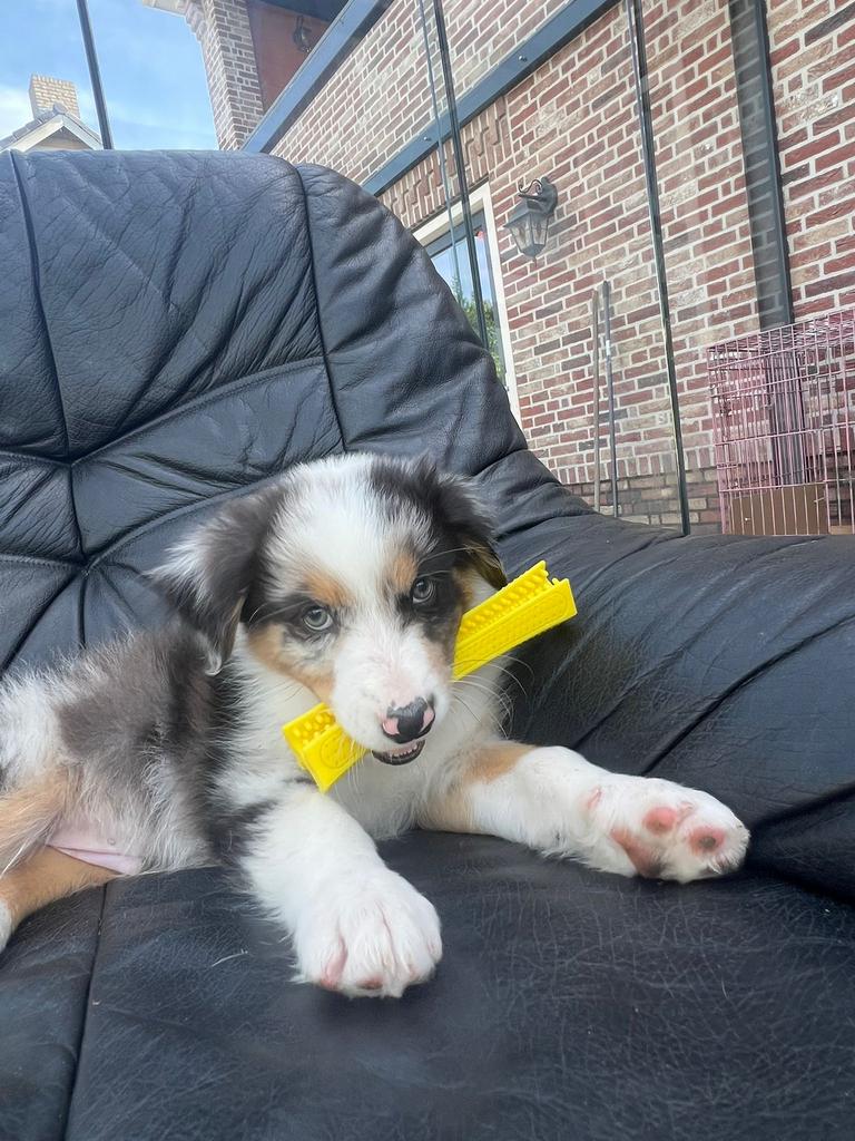 Australian shepperd, Overige rassen, 8 tot 15 weken, Parvo, Meerdere