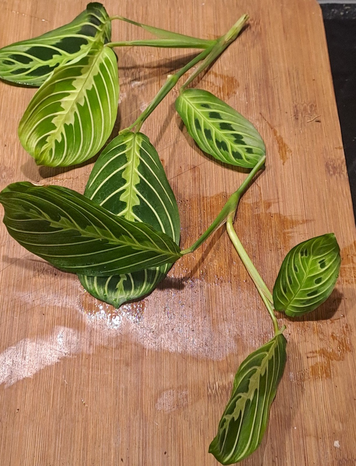 Maranta Lemon lime, Ophalen of Verzenden, Halfschaduw, Minder dan 100 cm