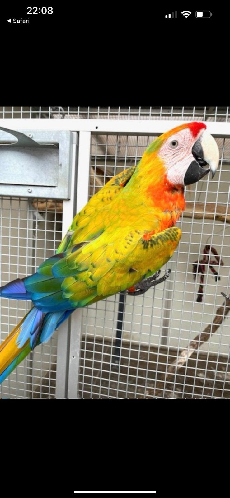 Gezocht shamrock/camelot ara, Dieren en Toebehoren, Vogels | Parkieten en Papegaaien, Vrouwelijk, Papegaai, Geringd