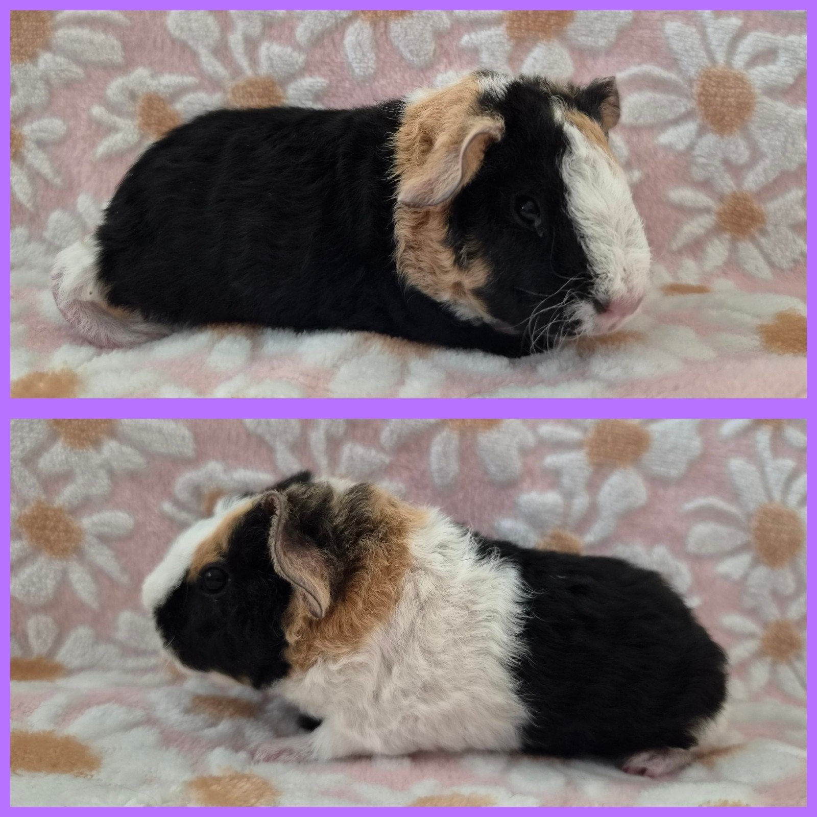 3 US teddy zeugjes met stamboom, Dieren en Toebehoren, Cavia, Augustus, Vrouwelijk, Tam