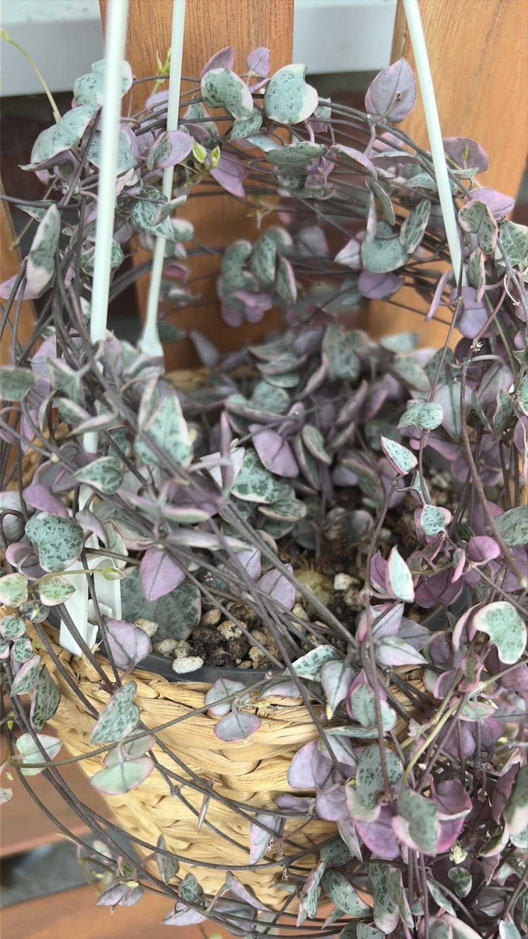 String of Hearts (Variegated) stekjes, Huis en Inrichting, Ophalen of Verzenden, Zo goed als nieuw