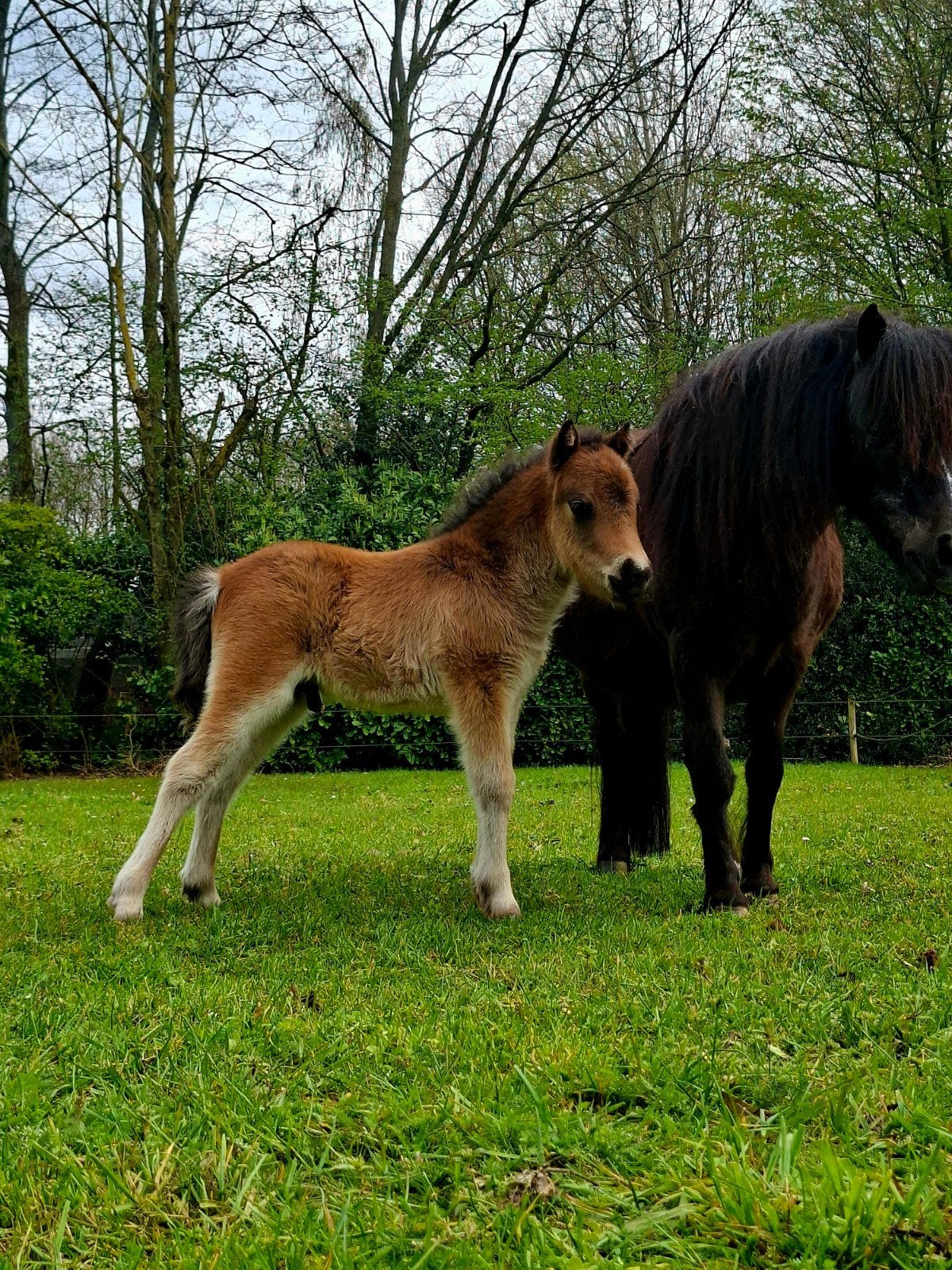 Div NMPRS paarden te koop aangeboden, Dieren en Toebehoren, Meerdere dieren, A pony (tot 1.17m), 0 tot 2 jaar