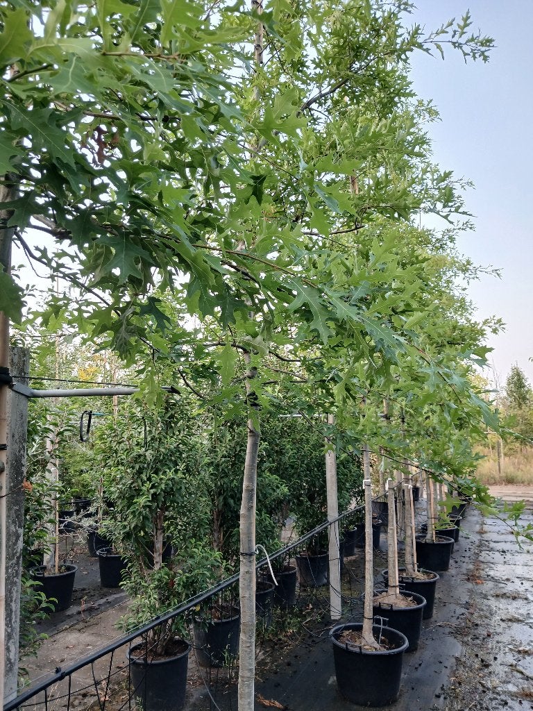 moeraseik, Overige soorten, Lente, 250 tot 400 cm, Ophalen