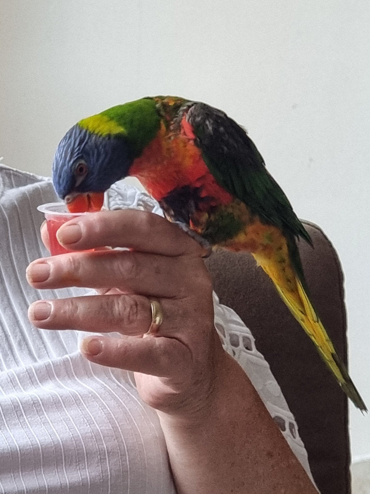 tamme lori van de blauwe bergen, Dieren en Toebehoren, Vogels | Parkieten en Papegaaien, Vrouwelijk, Papegaai, Tam