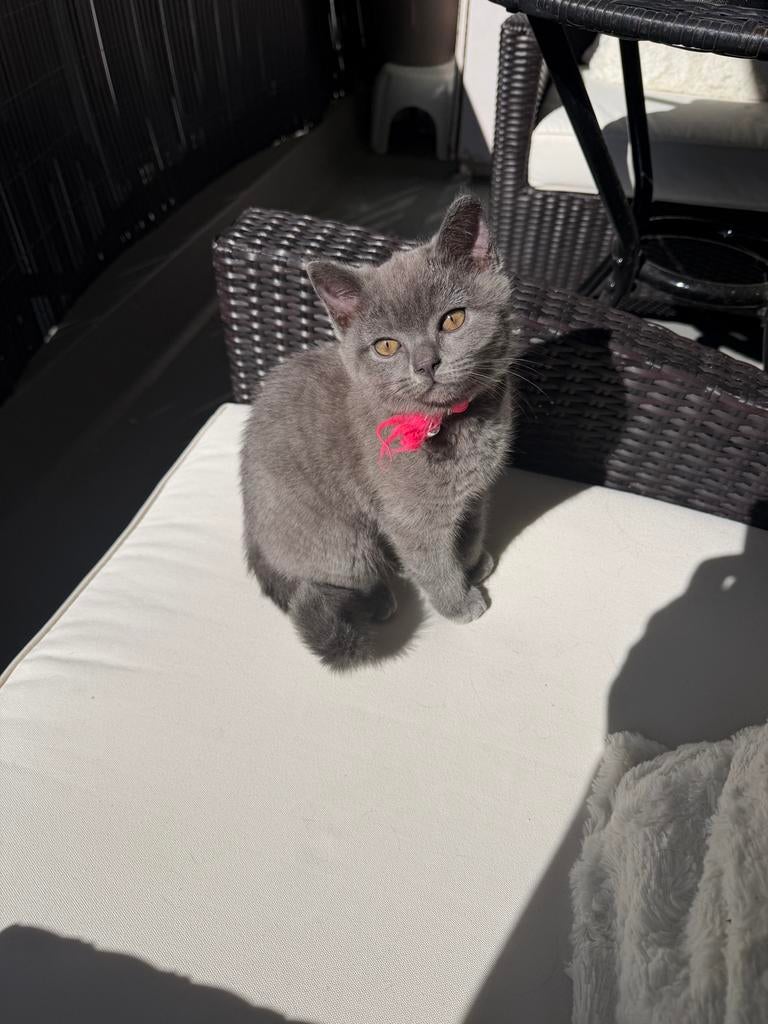 Britse korthaar Kitten, Dieren en Toebehoren, Katten en Kittens | Dekkaters, 0 tot 2 jaar