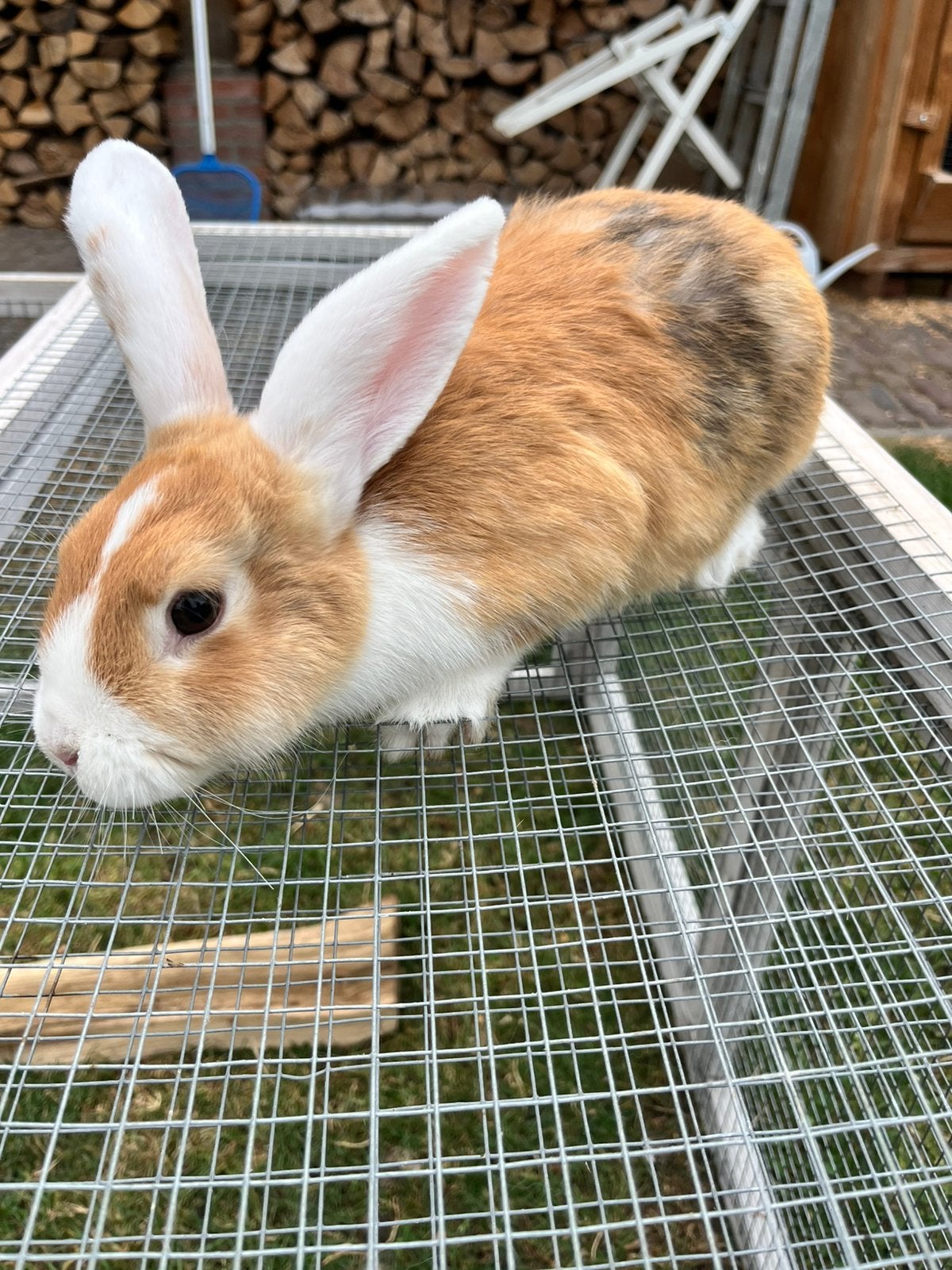 Twee mooie lotharinger konijnen (vrouw), Vrouwelijk, Groot