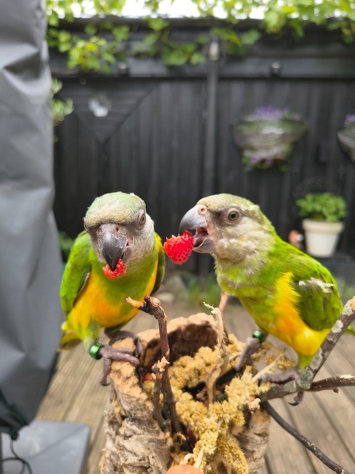 2 Super lieve, tamme Bonte Boer popjes (getest), Dieren en Toebehoren, Vogels | Parkieten en Papegaaien, Vrouwelijk, Papegaai