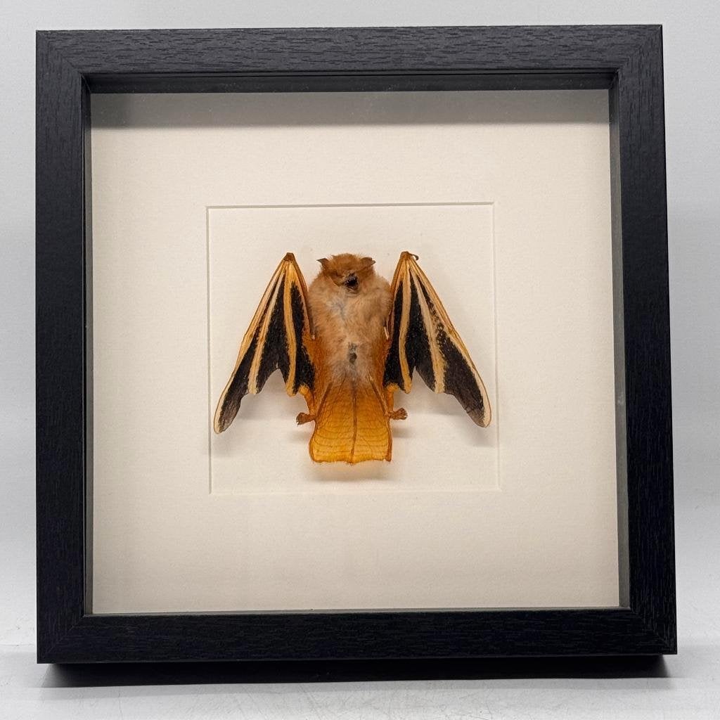 Opgezette vleermuis in lijst Kerivoula picta - 25 x 25 cm, Verzamelen, Dierenverzamelingen, Ophalen of Verzenden, Nieuw, Insect