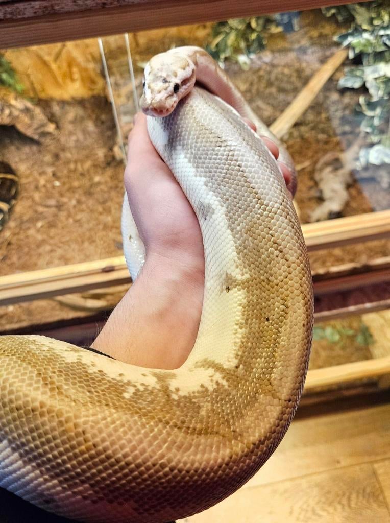 Python regius (bamboo, cinnamon, spider) volwassen man Reticulated Python - male for sale from Vynce