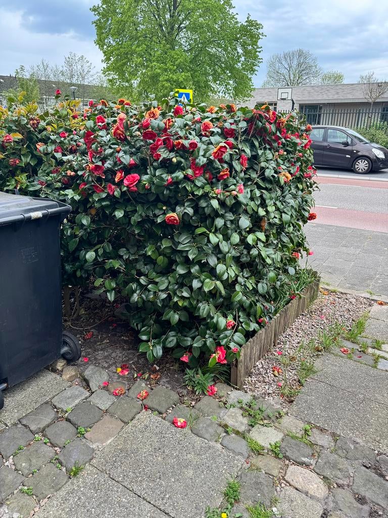 Camelia’s 4 stuks wit/roze/rood, Ophalen, Overige soorten