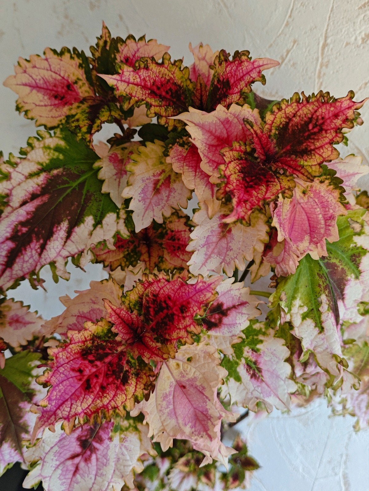 Enorme, zeldzame Coleus siernetel plant, Tuin en Terras, Planten | Tuinplanten, Eenjarig, Halfschaduw, Zomer, Ophalen