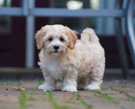 Boomer pups | Shih Tzu x Maltezer | Maltipoo, Dieren en Toebehoren, Honden | Chihuahua's en Gezelschapshonden, Meerdere dieren