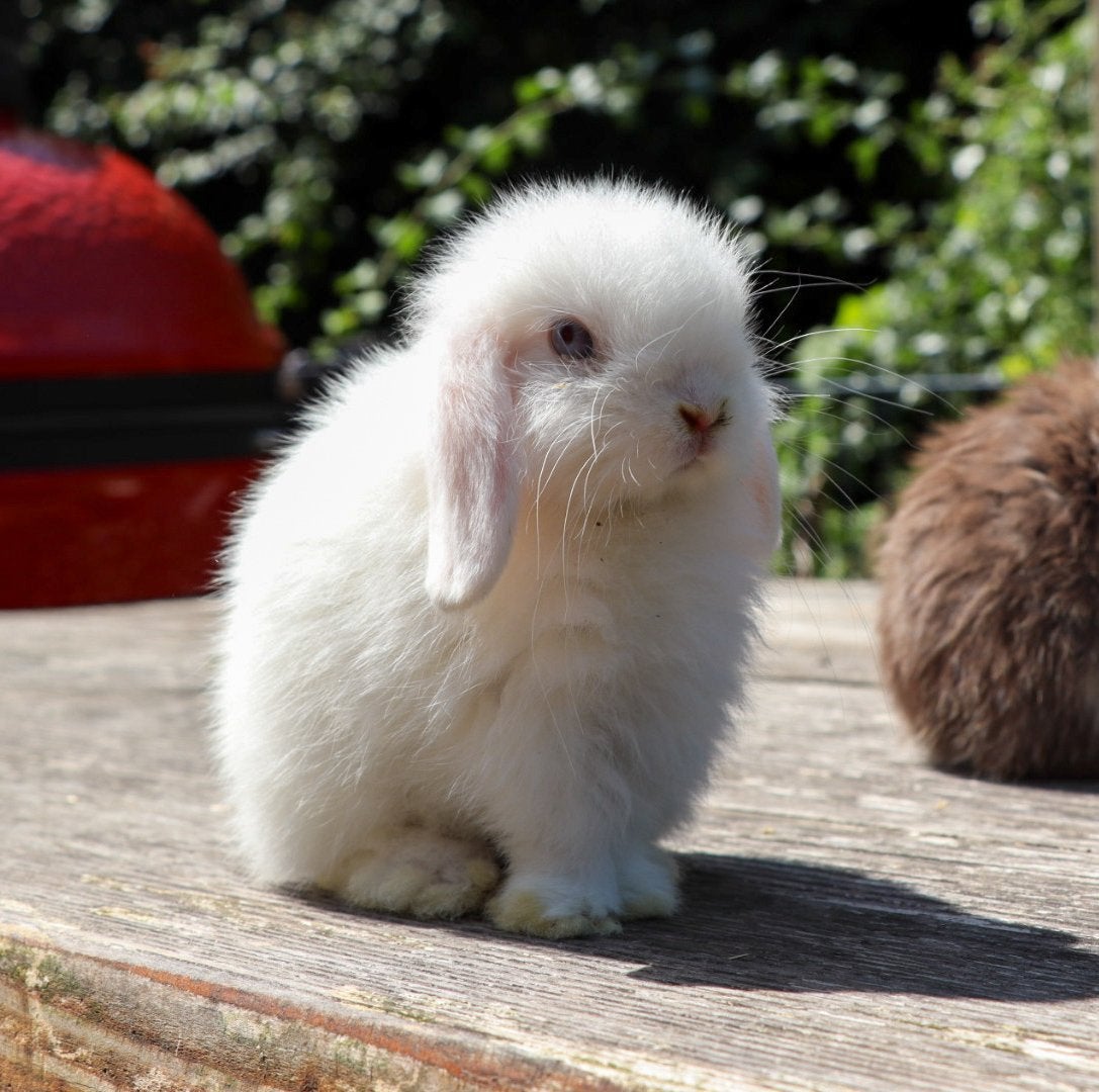Minilop rammetje beschikbaar, Dieren en Toebehoren, Konijnen, Klein, Mannelijk, 0 tot 2 jaar, Hangoor