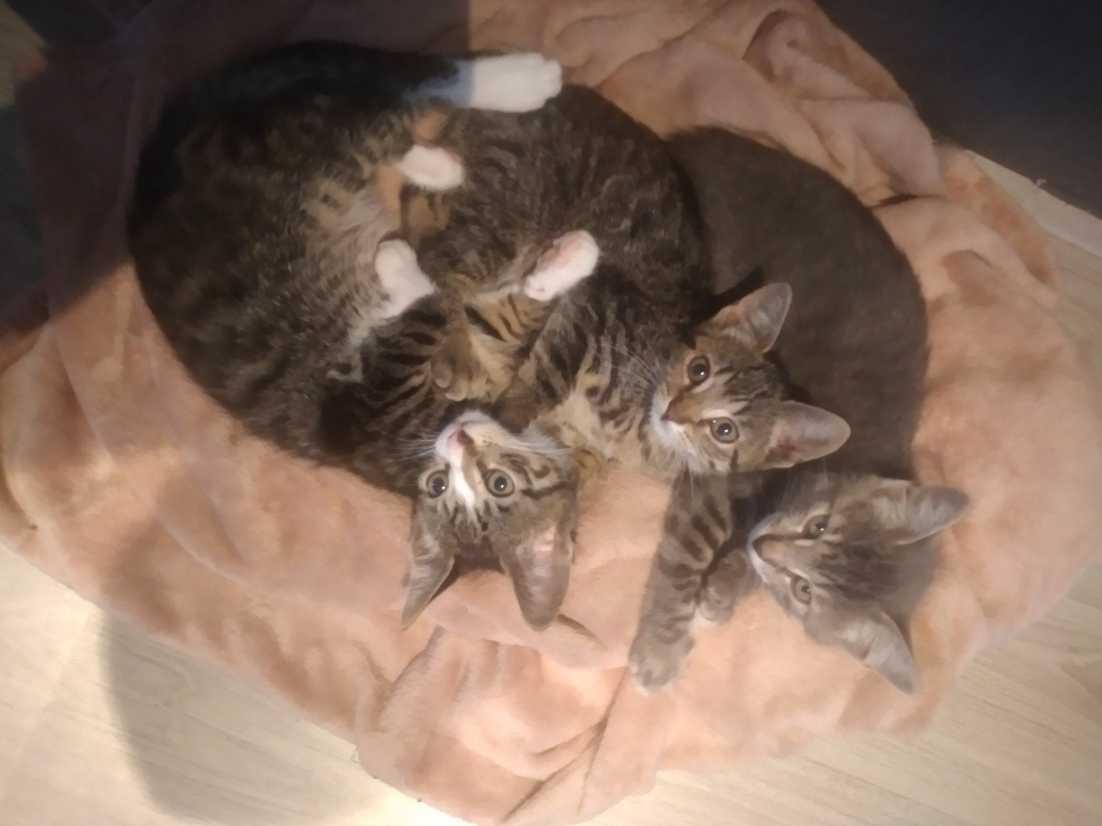 Mooie kittens, Meerdere dieren