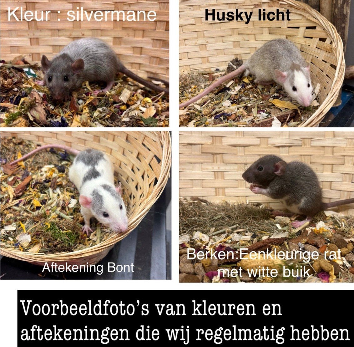 JONGE TAMME RATTEN # DUMBO#VROUW# MAN#RECHTREEKS VAN FOKKER, Dieren en Toebehoren, Rat, Meerdere dieren, Tam, September