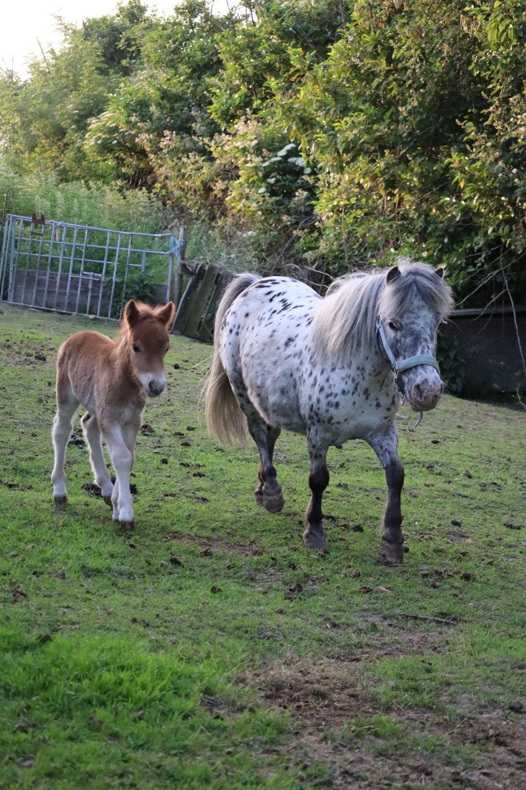 Mooie 10 jarige merrie met merrie veulen. Word gedekt, Dieren en Toebehoren, Pony's, Merrie, Niet van toepassing, A pony (tot 1.17m)