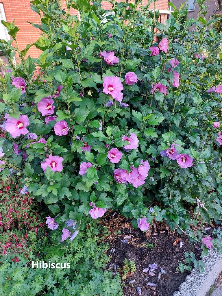 Hibiscus grote struiken in pot., Tuin en Terras, Planten | Struiken en Hagen, Ophalen, Overige soorten, Struik, Minder dan 100 cm