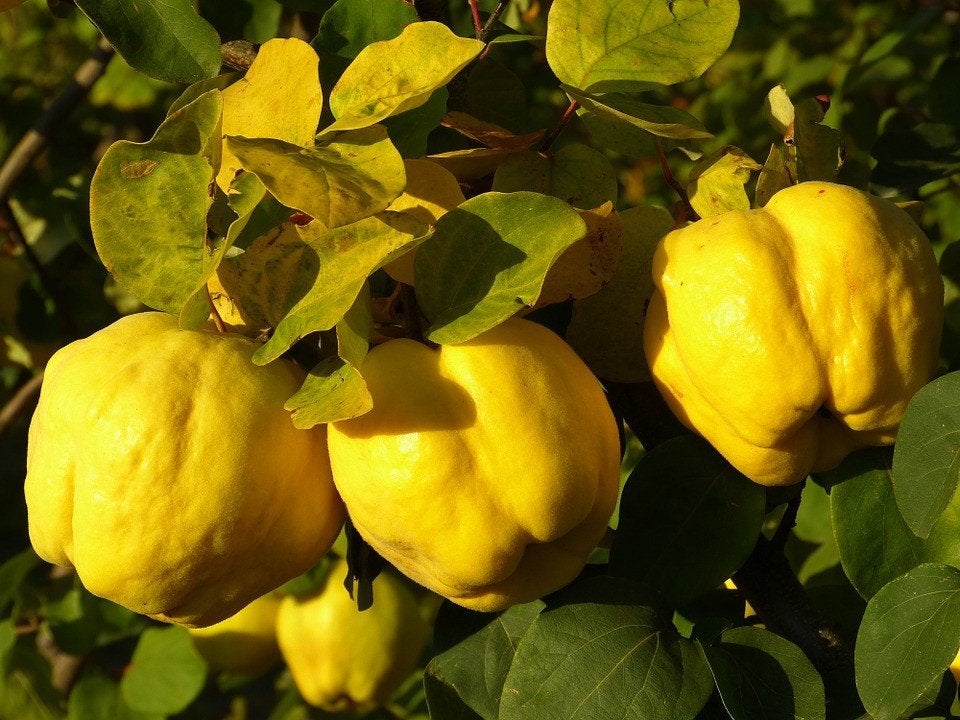 Kweepeer laagstam apart fruit mooie bloesem, Lente, Overige soorten, Volle zon, In pot