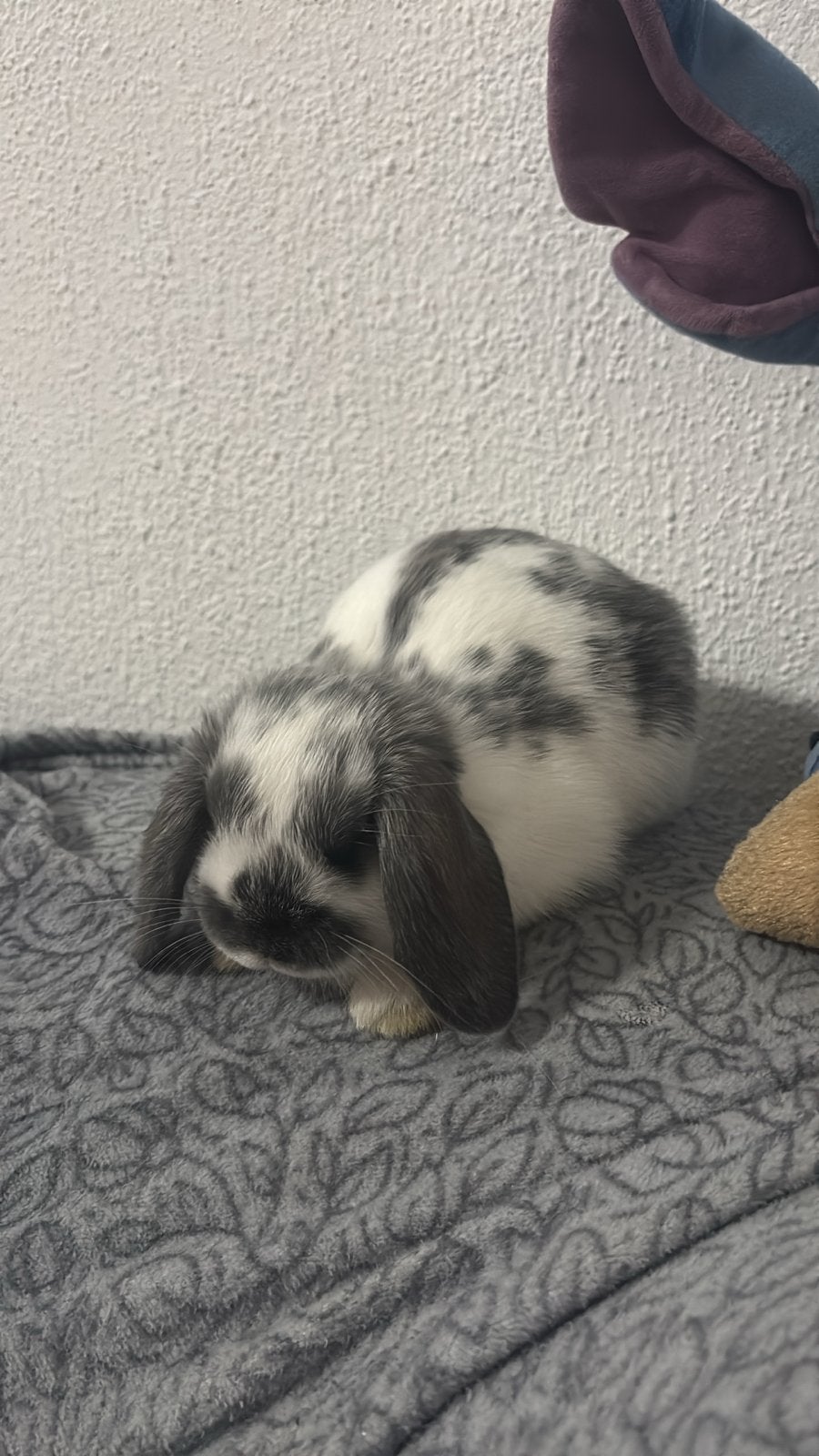 Jong hangoor konijntje, Dieren en Toebehoren, Knaagdieren, Rat, Juni, Mannelijk, Tam