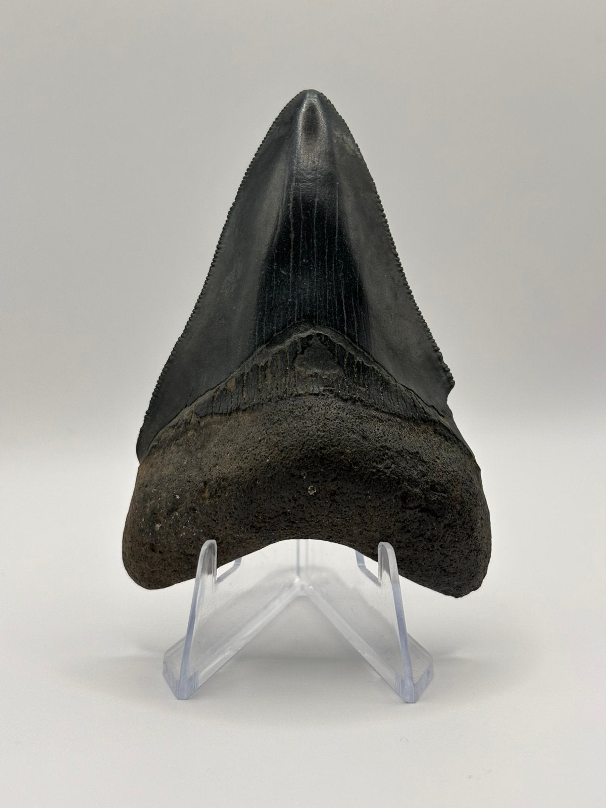 Fossiele haaientand Megalodon Peace River, Verzamelen, Ophalen of Verzenden, Fossiel