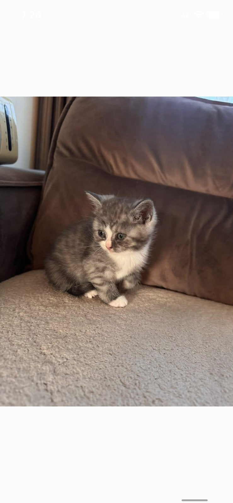 Kittens verkopen, 0 tot 2 jaar