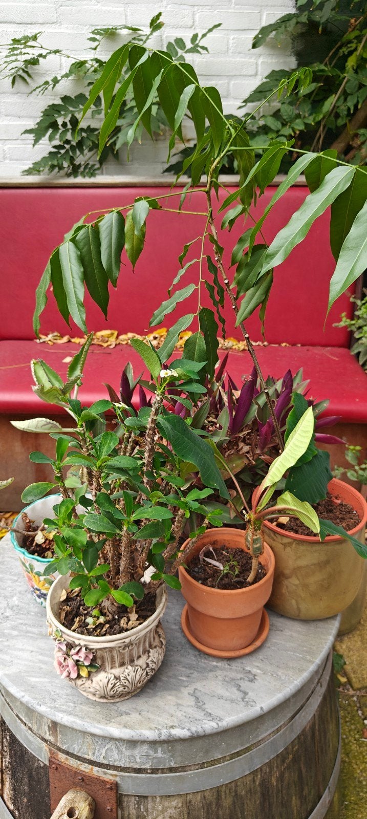 bundel 5 planten, Ophalen, In pot, Halfschaduw, Minder dan 100 cm