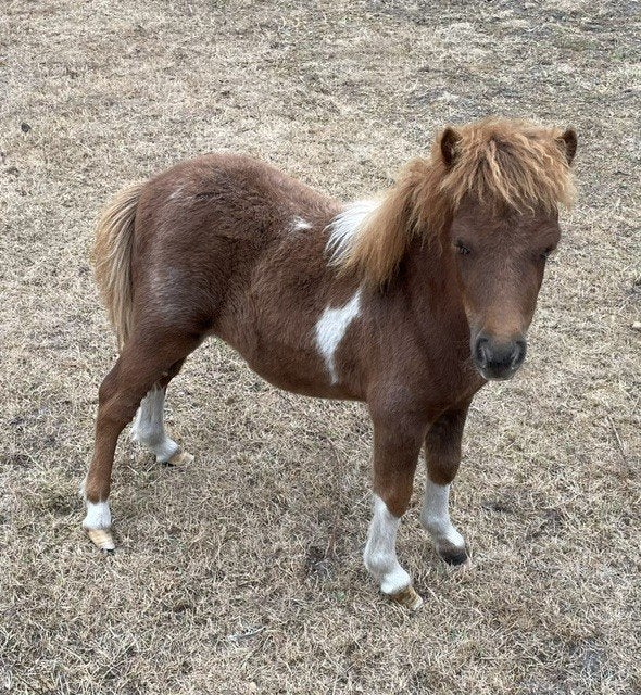 Te koop mini pony, Dieren en Toebehoren, Pony's, Merrie, A pony (tot 1.17m), Onbeleerd, Recreatiepony