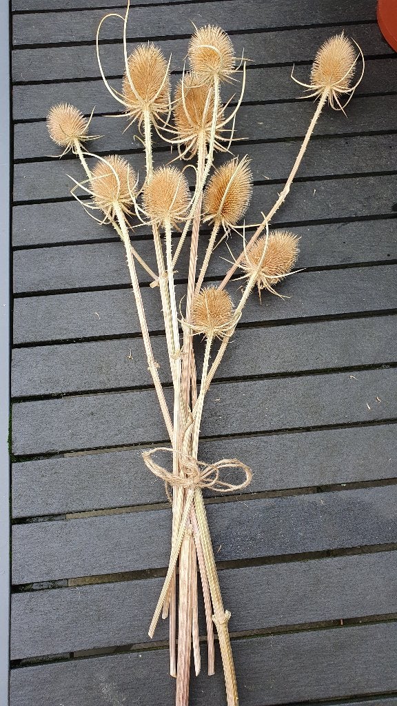 droogbloemen Kaardenbol, Ophalen
