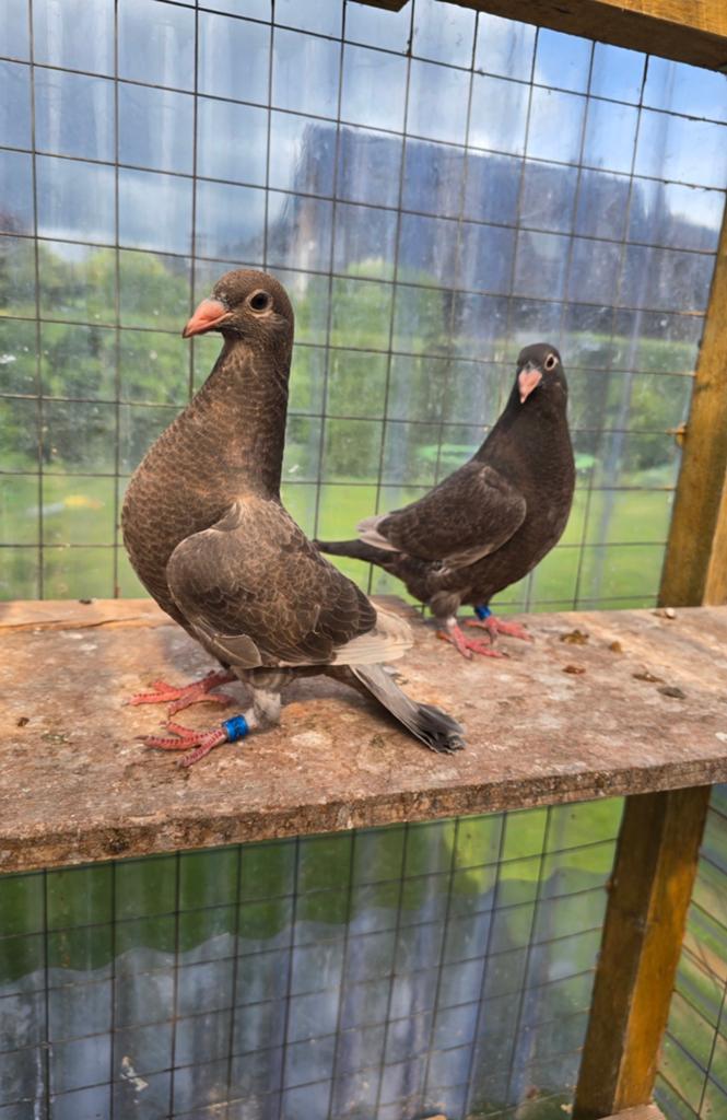 Jonge postduiven duiven te koop, Dieren en Toebehoren, Vogels | Duiven