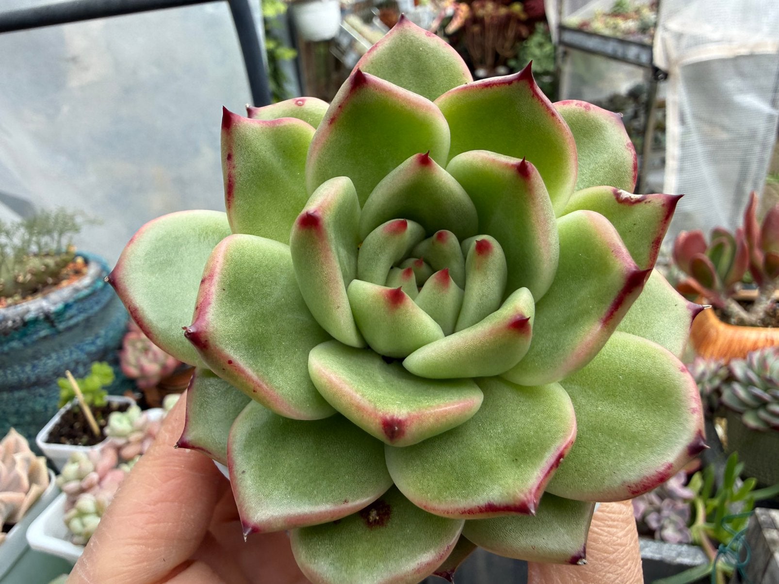 Echeveria Sisyphus/pot 7cm/vetplant/succulent, Verzenden, Halfschaduw, Minder dan 100 cm